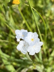 Plagiobothrys nothofulvus