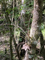 Tillandsia simulata