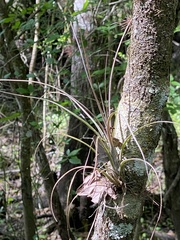 Tillandsia simulata