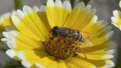 Eristalinus taeniops