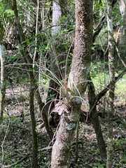 Tillandsia simulata