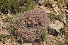 Acantholimon