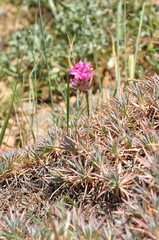 Acantholimon