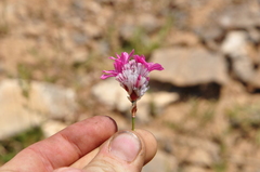 Acantholimon