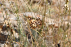Araneus grossus