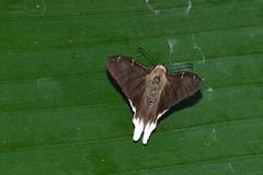 Murgaria albimargo