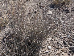 Ephedra nevadensis
