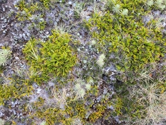 Aciphylla monroi