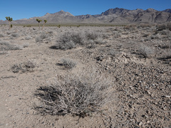 Atriplex confertifolia