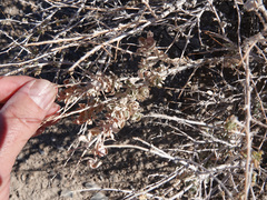 Atriplex confertifolia