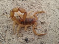 Parabuthus granulatus