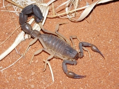 Parabuthus granulatus
