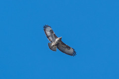 Buteo buteo