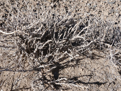 Artemisia spinescens