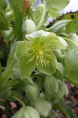Helleborus lividus