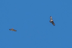 Buteo buteo