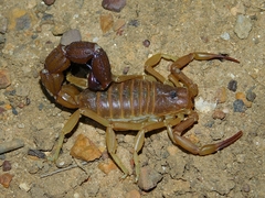 Parabuthus granulatus