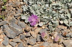 Psephellus karduchorum