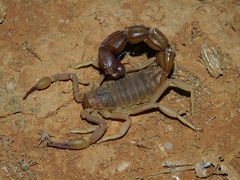 Parabuthus granulatus