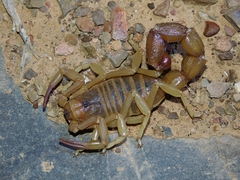 Parabuthus granulatus