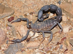 Parabuthus granulatus