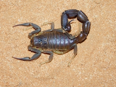 Parabuthus granulatus