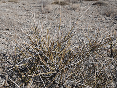 Ephedra nevadensis