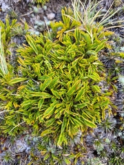 Aciphylla monroi