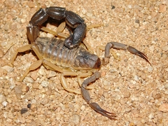 Parabuthus granulatus