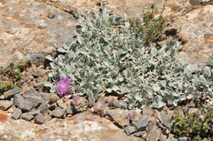 Psephellus karduchorum