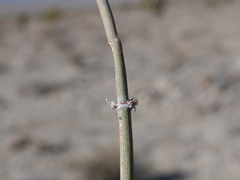 Ephedra nevadensis