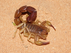 Parabuthus granulatus