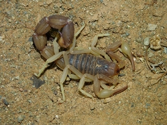 Parabuthus granulatus