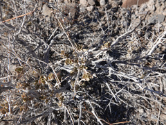 Artemisia spinescens