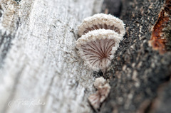 Schizophyllum commune