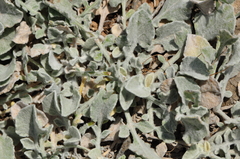 Psephellus karduchorum