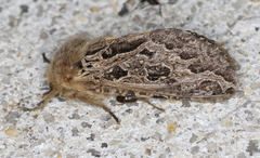 Oncopera intricoides