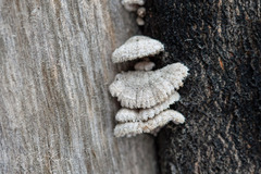 Schizophyllum commune