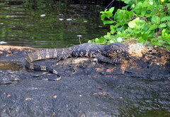 Varanus salvator salvator