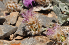 Psephellus karduchorum