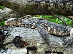 Varanus salvator salvator