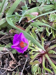 Calandrinia menziesii