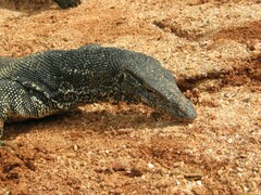 Varanus salvator salvator