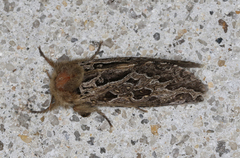 Oncopera intricoides