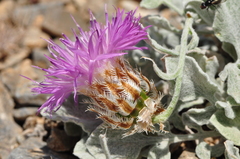 Psephellus karduchorum