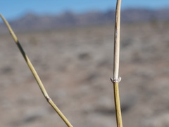 Ephedra nevadensis