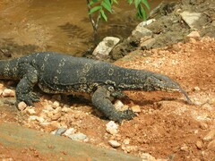 Varanus salvator salvator