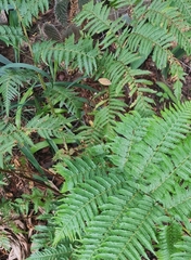 Cyathea dregei