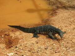 Varanus salvator salvator