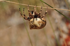 Araneus grossus